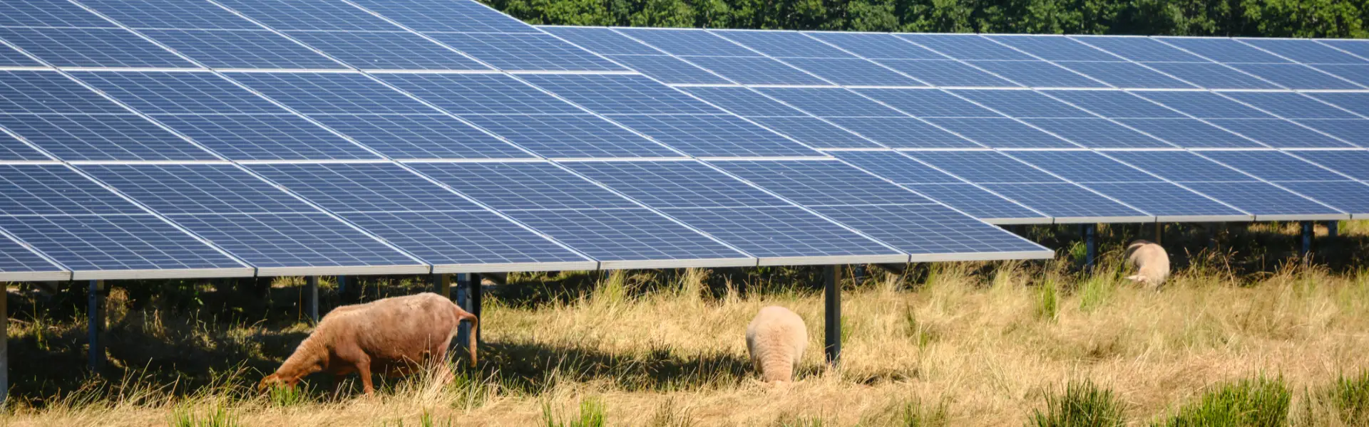 Future Trends of Solar Panels in the Farming Landscape